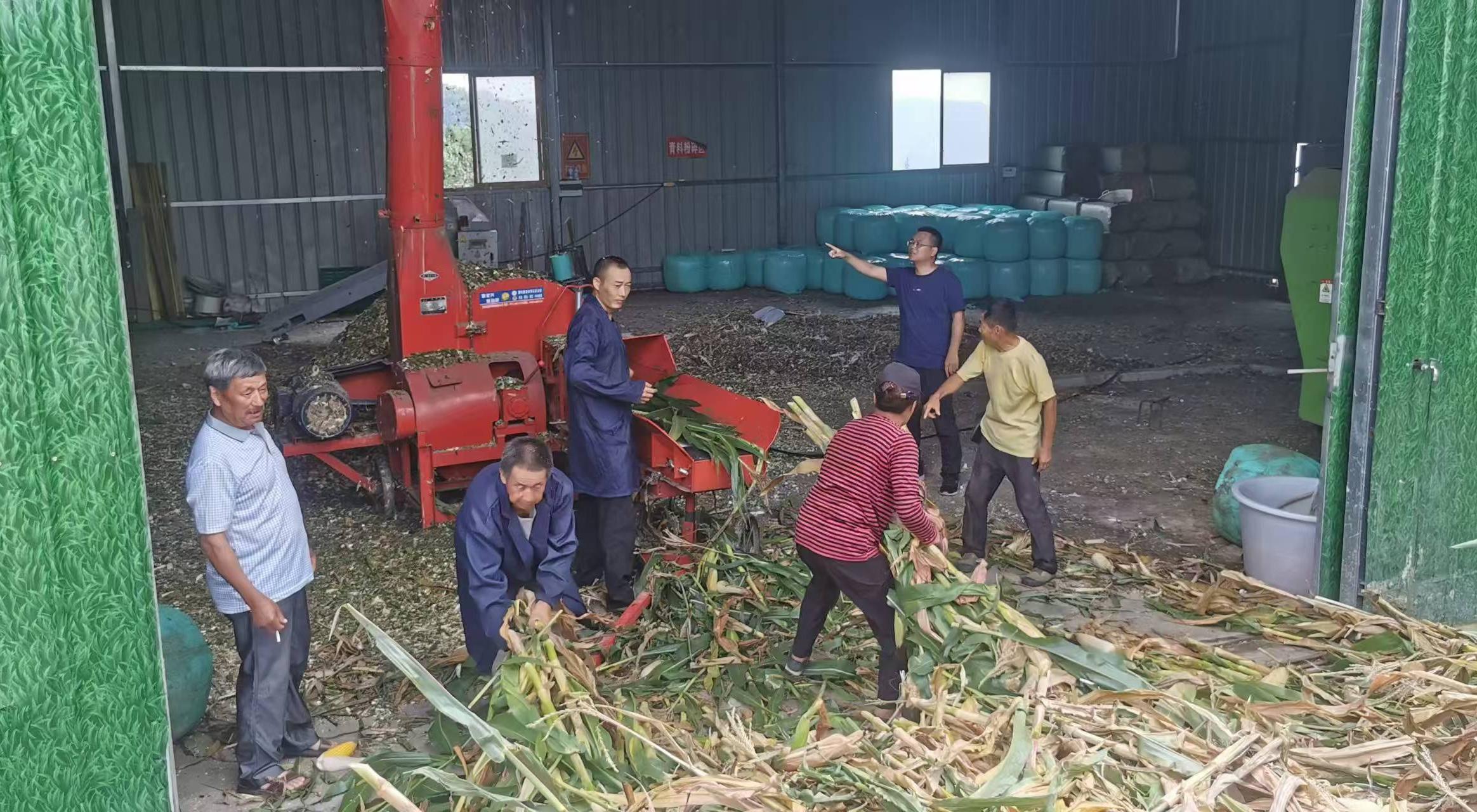 李杰超（右二）組織收購(gòu)村民玉米、開(kāi)展飼草加工